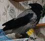Аватара пользователя